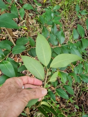 Ligustrum lucidum
