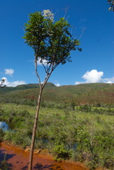 Myodocarpus