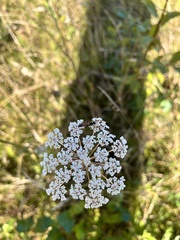 Apioideae