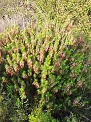 Erica plukenetii