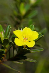 Hibbertia pulchella