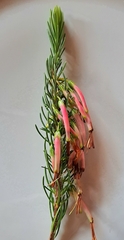 Erica plukenetii