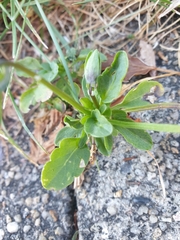 Viola × wittrockiana