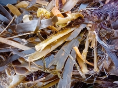 Saccorhiza polyschides