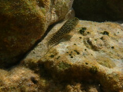Parablennius sanguinolentus