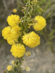 Acacia paradoxa