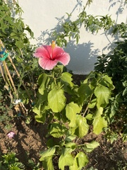 Hibiscus