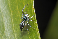 Cosmophasis micarioides