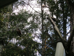 Nestor meridionalis septentrionalis