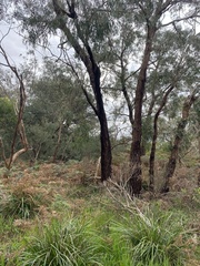 Eucalyptus viminalis