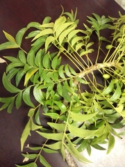 Harpephyllum caffrum
