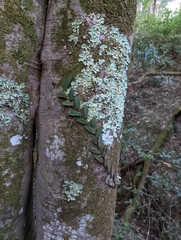 Dendrobium linguiforme