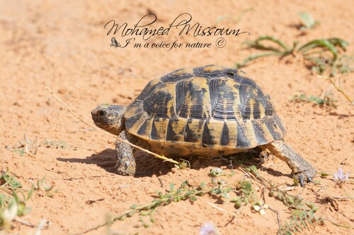 Greek Tortoise