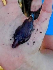 Lepadogaster purpurea