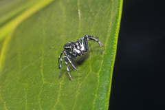 Cosmophasis micarioides