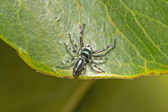 Cosmophasis micarioides