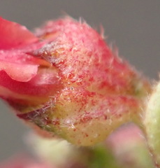 Hermannia joubertiana