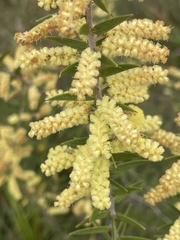 Acacia oxycedrus