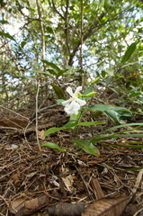 Oxera