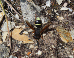 Ancistrocerus oviventris