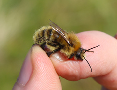 Bombus muscorum