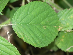 Rubus apricus