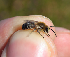 Colletes succinctus