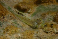 Aidablennius sphynx