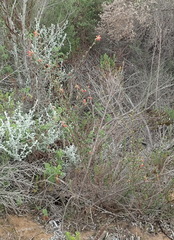 Hermannia joubertiana