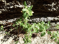 Parietaria judaica