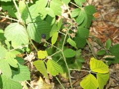 Rubus apricus