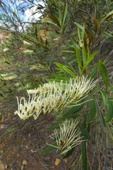 Grevillea exul