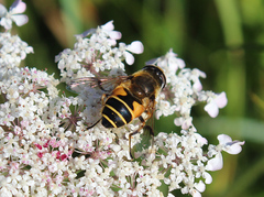 Eristalis horticola