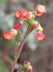 Hermannia joubertiana