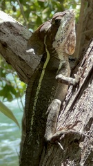 Basiliscus vittatus