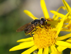 Cheilosia pagana