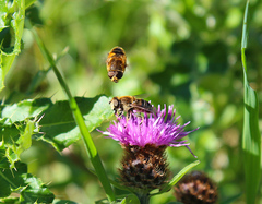 Eristalis nemorum