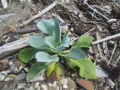 Mertensia maritima