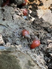 Optediceros breviculum