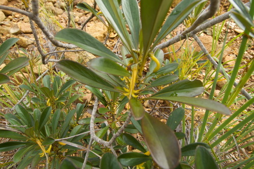 Scaevola coccinea in life