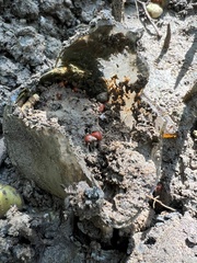 Optediceros breviculum