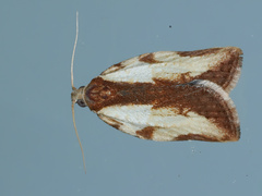 Epiphyas postvittana