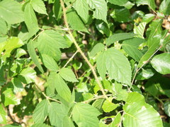 Rubus apricus