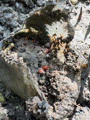 Optediceros breviculum
