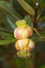 Montrouziera sphaeroidea
