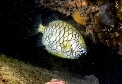 Cleidopus gloriamaris