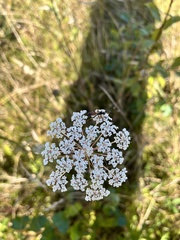 Apioideae