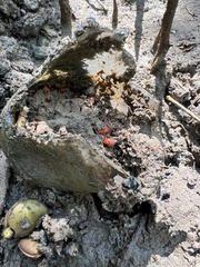 Optediceros breviculum