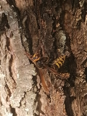 Vespa crabro altaica