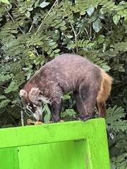 Nasua narica nelsoni